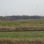 Trzeci dzień poszukiwań zaginionego 79-letniego Mariana Albina, mieszkańca miejscowości Wygnanów z gminy Małogoszcz / Ewa Pociejowska-Gawęda / Radio Kielce