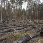 Żołnierze Centrum Przygotowań do Misji Zagranicznych przy współudziale z Lasami Państwowymi Nadleśnictwa Kielce i Leśnictwa Dyminy zorganizowali akcję sadzenia dębów na stulecie odzyskania niepodległości przez Polskę / Marcin Różyc / Radio Kielce
