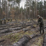 Żołnierze Centrum Przygotowań do Misji Zagranicznych przy współudziale z Lasami Państwowymi Nadleśnictwa Kielce i Leśnictwa Dyminy zorganizowali akcję sadzenia dębów na stulecie odzyskania niepodległości przez Polskę / Marcin Różyc / Radio Kielce