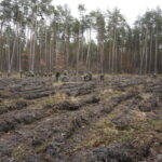 Żołnierze Centrum Przygotowań do Misji Zagranicznych przy współudziale z Lasami Państwowymi Nadleśnictwa Kielce i Leśnictwa Dyminy zorganizowali akcję sadzenia dębów na stulecie odzyskania niepodległości przez Polskę / Marcin Różyc / Radio Kielce