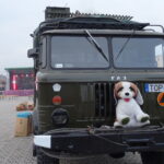 Inscenizacja bitwy pod Opatowem w 1863 roku / Emilia Sitarska / Radio Kielce