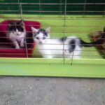 Koty przebywające w lecznicy / Pogotowie Dla Zwierząt