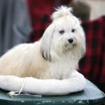 XV Międzynarodowa Wystawa Psów Rasowych / Marzena Mąkosa / Radio Kielce