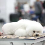 XV Międzynarodowa Wystawa Psów Rasowych / Marzena Mąkosa / Radio Kielce