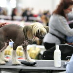 XV Międzynarodowa Wystawa Psów Rasowych / Marzena Mąkosa / Radio Kielce