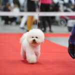 XV Międzynarodowa Wystawa Psów Rasowych / Marzena Mąkosa / Radio Kielce