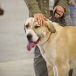 XV Międzynarodowa Wystawa Psów Rasowych / Marzena Mąkosa / Radio Kielce