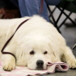 XV Międzynarodowa Wystawa Psów Rasowych / Marzena Mąkosa / Radio Kielce