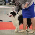 XV Międzynarodowa Wystawa Psów Rasowych / Marzena Mąkosa / Radio Kielce