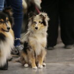 XV Międzynarodowa Wystawa Psów Rasowych / Marzena Mąkosa / Radio Kielce