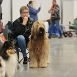 XV Międzynarodowa Wystawa Psów Rasowych / Marzena Mąkosa / Radio Kielce