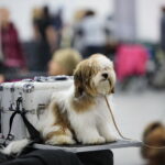 XV Międzynarodowa Wystawa Psów Rasowych / Marzena Mąkosa / Radio Kielce