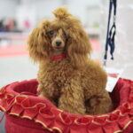 XV Międzynarodowa Wystawa Psów Rasowych / Marzena Mąkosa / Radio Kielce