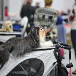 XV Międzynarodowa Wystawa Psów Rasowych / Marzena Mąkosa / Radio Kielce