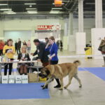 XV Międzynarodowa Wystawa Psów Rasowych / Marzena Mąkosa / Radio Kielce