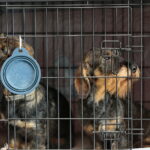 XV Międzynarodowa Wystawa Psów Rasowych / Marzena Mąkosa / Radio Kielce