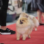 XV Międzynarodowa Wystawa Psów Rasowych / Marzena Mąkosa / Radio Kielce