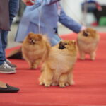 XV Międzynarodowa Wystawa Psów Rasowych / Marzena Mąkosa / Radio Kielce