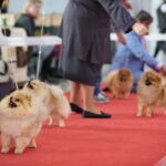 XV Międzynarodowa Wystawa Psów Rasowych / Marzena Mąkosa / Radio Kielce