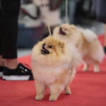 XV Międzynarodowa Wystawa Psów Rasowych / Marzena Mąkosa / Radio Kielce