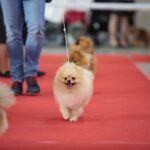 XV Międzynarodowa Wystawa Psów Rasowych / Marzena Mąkosa / Radio Kielce