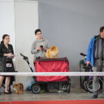 XV Międzynarodowa Wystawa Psów Rasowych / Marzena Mąkosa / Radio Kielce