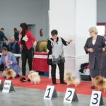 XV Międzynarodowa Wystawa Psów Rasowych / Marzena Mąkosa / Radio Kielce