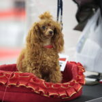 XV Międzynarodowa Wystawa Psów Rasowych / Marzena Mąkosa / Radio Kielce