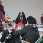 XV Międzynarodowa Wystawa Psów Rasowych / Marzena Mąkosa / Radio Kielce