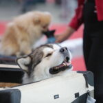 XV Międzynarodowa Wystawa Psów Rasowych / Marzena Mąkosa / Radio Kielce