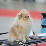 XV Międzynarodowa Wystawa Psów Rasowych / Marzena Mąkosa / Radio Kielce