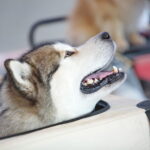 XV Międzynarodowa Wystawa Psów Rasowych / Marzena Mąkosa / Radio Kielce