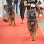 XV Międzynarodowa Wystawa Psów Rasowych / Marzena Mąkosa / Radio Kielce