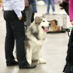 XV Międzynarodowa Wystawa Psów Rasowych / Marzena Mąkosa / Radio Kielce