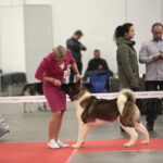 XV Międzynarodowa Wystawa Psów Rasowych / Marzena Mąkosa / Radio Kielce