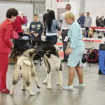 XV Międzynarodowa Wystawa Psów Rasowych / Marzena Mąkosa / Radio Kielce