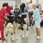 XV Międzynarodowa Wystawa Psów Rasowych / Marzena Mąkosa / Radio Kielce