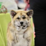 XV Międzynarodowa Wystawa Psów Rasowych / Marzena Mąkosa / Radio Kielce