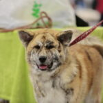 XV Międzynarodowa Wystawa Psów Rasowych / Marzena Mąkosa / Radio Kielce