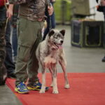 XV Międzynarodowa Wystawa Psów Rasowych / Marzena Mąkosa / Radio Kielce