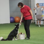 XV Międzynarodowa Wystawa Psów Rasowych / Marzena Mąkosa / Radio Kielce