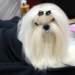 XV Międzynarodowa Wystawa Psów Rasowych / Marzena Mąkosa / Radio Kielce