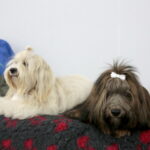 XV Międzynarodowa Wystawa Psów Rasowych / Marzena Mąkosa / Radio Kielce