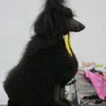 XV Międzynarodowa Wystawa Psów Rasowych / Marzena Mąkosa / Radio Kielce