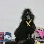 XV Międzynarodowa Wystawa Psów Rasowych / Marzena Mąkosa / Radio Kielce