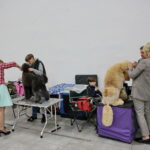 XV Międzynarodowa Wystawa Psów Rasowych / Marzena Mąkosa / Radio Kielce