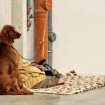 XV Międzynarodowa Wystawa Psów Rasowych / Marzena Mąkosa / Radio Kielce