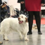 XV Międzynarodowa Wystawa Psów Rasowych / Marzena Mąkosa / Radio Kielce