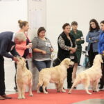 XV Międzynarodowa Wystawa Psów Rasowych / Marzena Mąkosa / Radio Kielce