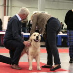 XV Międzynarodowa Wystawa Psów Rasowych / Marzena Mąkosa / Radio Kielce
